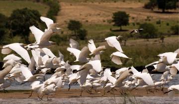14 Days in Botswana Safari, incl. Okavango Delta and Victoria Falls