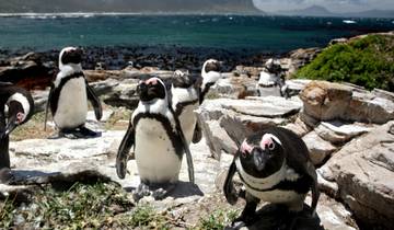 3 day Botlierskop Garden Route Glamping and Whale Coast Safari with Private transfers