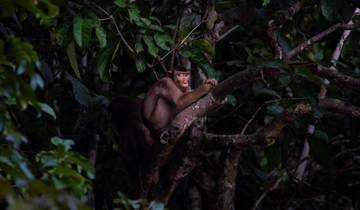 8 Days in Borneo, incl. Kota Kinabalu and Kinabatangan River