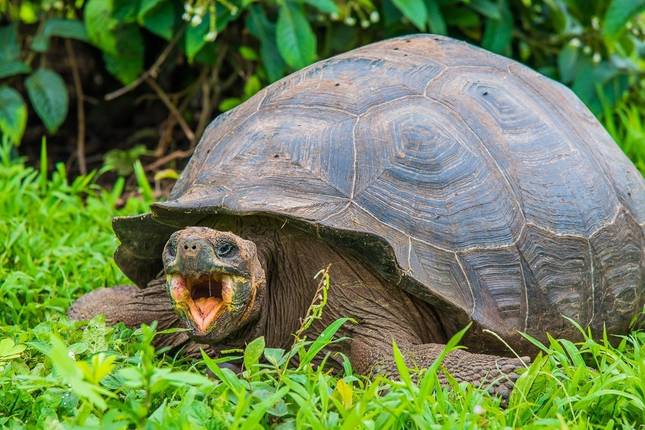 4-Day Galapagos Island Hopping