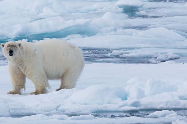 Realm of the Polar Bear in Depth