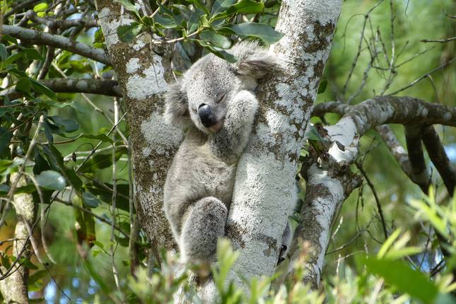 Sydney to Cairns Adventure