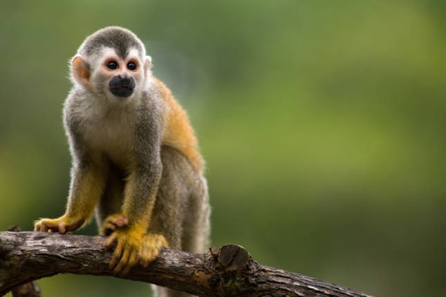 Tropical Costa Rica (San Jose to Guanacaste, 2026) Tour