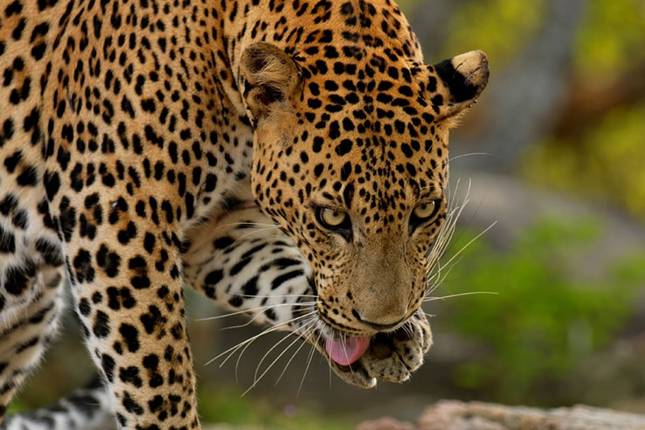 Sri Lanka: Tea, Temples & Safari, Private Tour