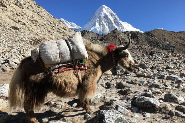 Everest Panorama View Trek -10 Days