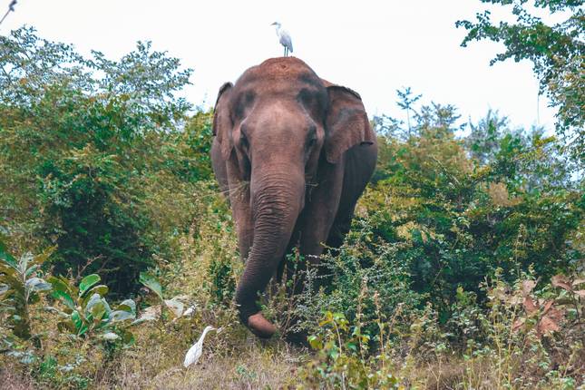 The Supreme Tour Of Sri Lanka (15 Days ) Upgrade to Private Tour Available