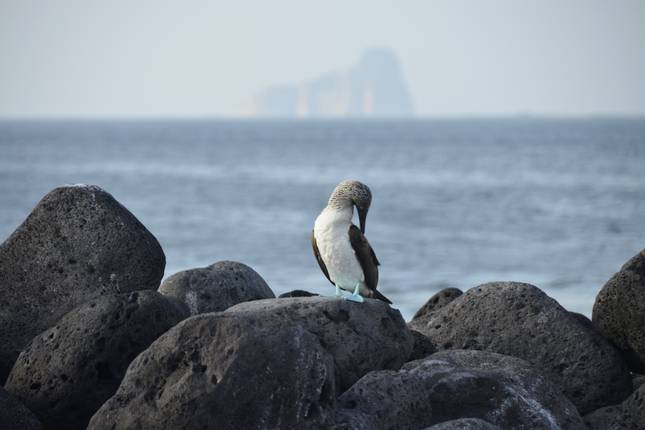 Galápagos Express Adventure: Wilderness & Wildlife