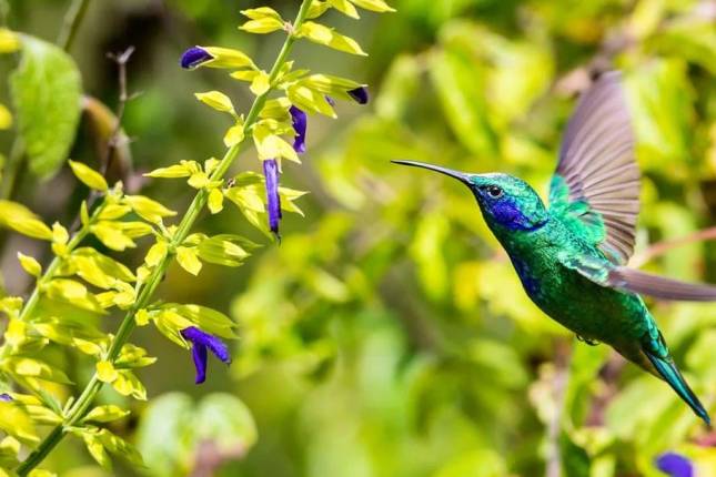 Costa Rica Wildlife Tour