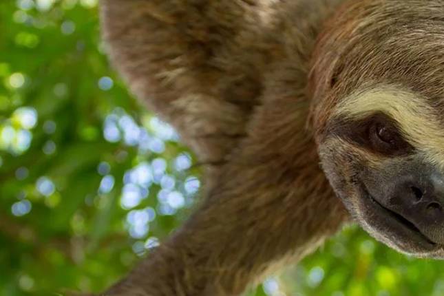 Family Costa Rica Rainforest and Wildlife Adventure