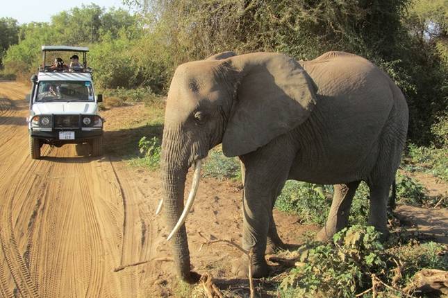 Kilimanjaro - Lemosho Trek + Safari Extension