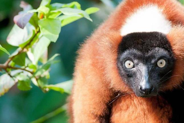 Madagascar: The Lost Continent