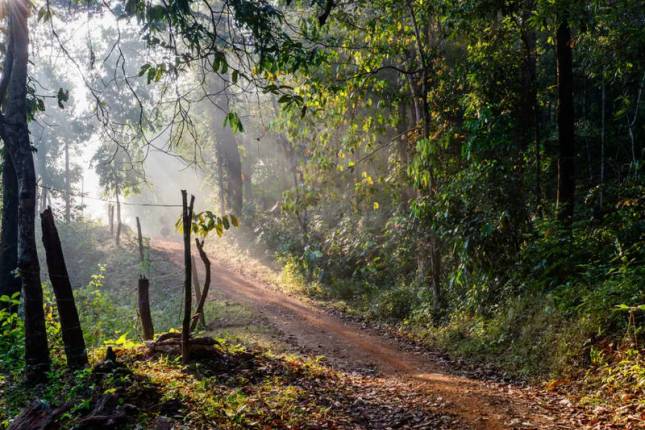 Walking in Kerala