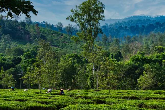 Walking in Kerala