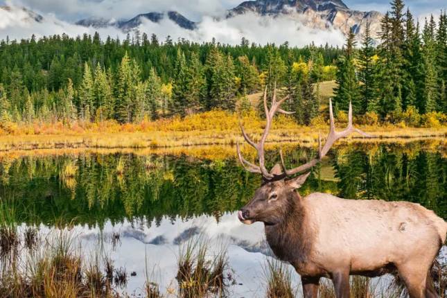 Walking in the Canadian Rockies