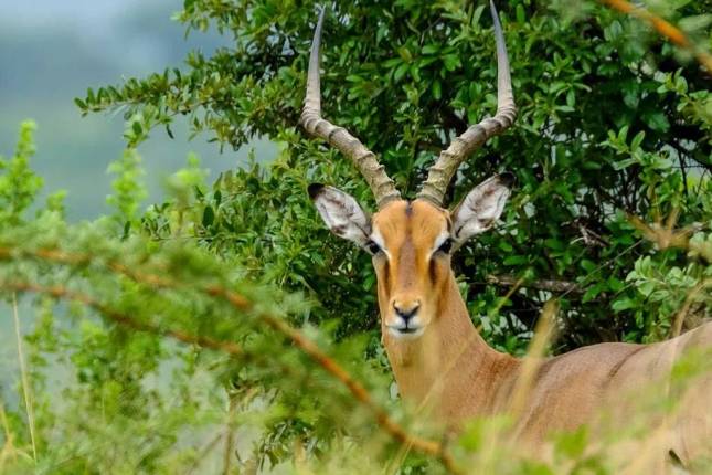 Kruger, Eswatini and South Africa's Garden Route