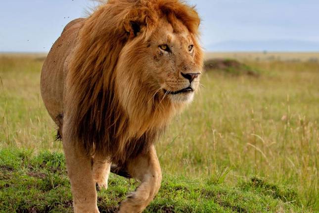 Best Elephant 5 days safari