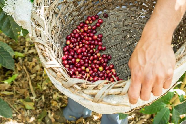 Best of Costa Rica (including Arenal Volcano National Park)