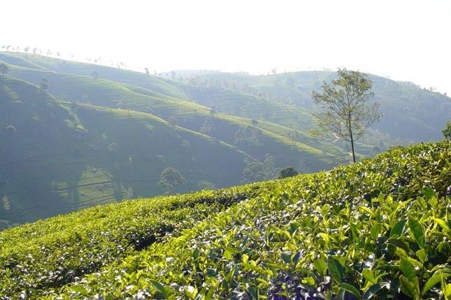 Sri Lanka Highlights, Private Tour