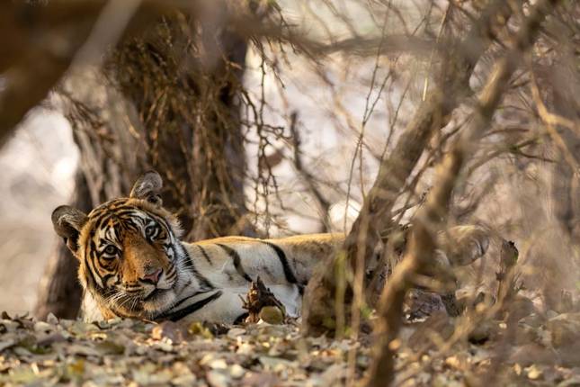 Taj Mahal & Tigers - Golden Triangle India Tour with Ranthambore 7 Days