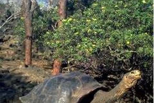 Experience the Galapagos! 40's - 50's and 60's+ Singles Vacations