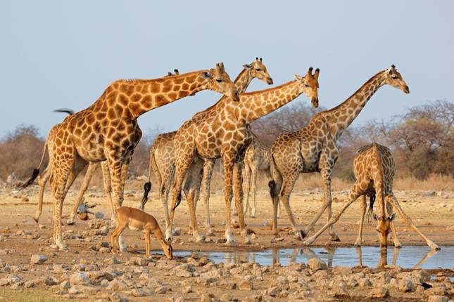 Sossusvlei, Swakopmund & Etosha (Camping) - 7 Days