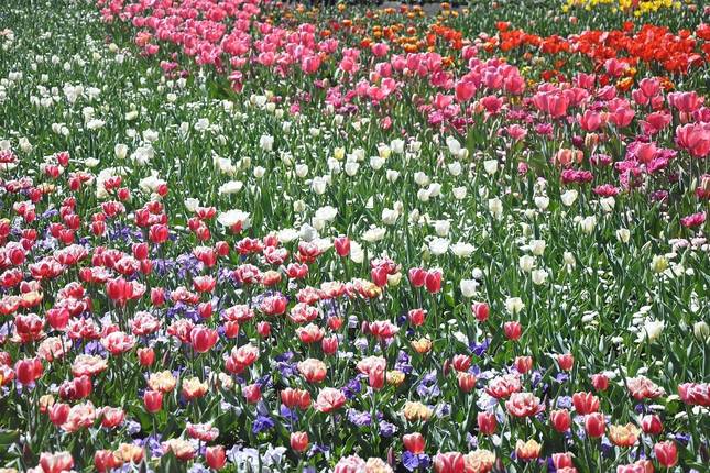 Capital Blooms