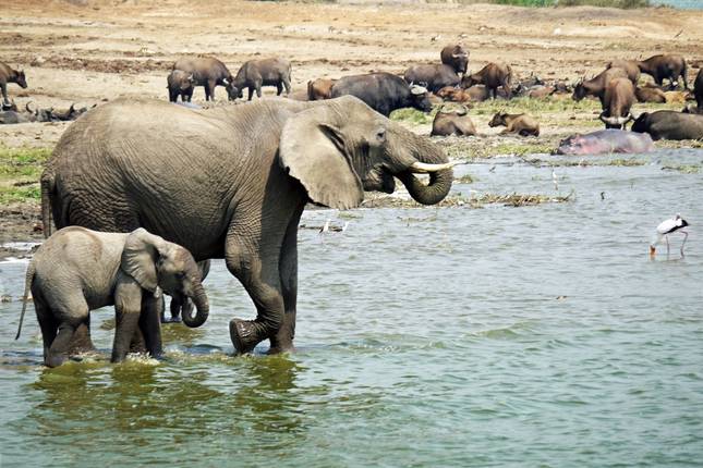 10 Day Western Uganda Wildlife Safari