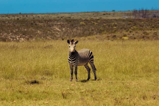 20-day South Africa, Lesotho & Eswatini Explorer (Camping)