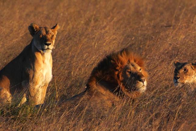 Six Day Best of Kenya and Tanzania Luxury Safari