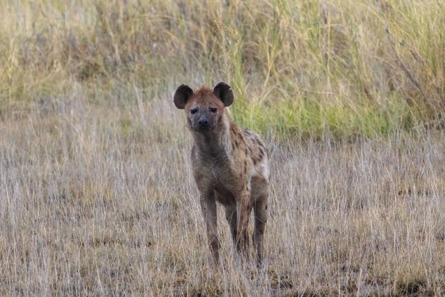 4 Days Amboseli / Tsavo West and Tsavo East Safari