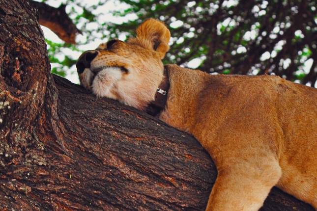 15-Day Tanzania Photographic Expedition: Wildlife, Culture & the Great Migration