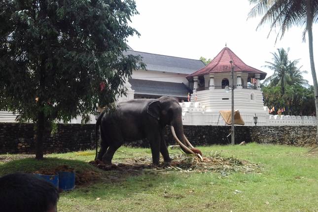 4 Days Tour To Kandy, Nuwara Eliya, Sigiriya & Polonnaruwa From Colombo