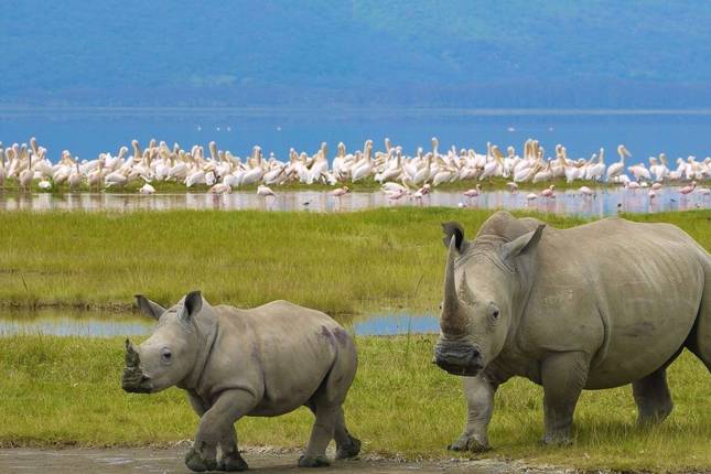 5 Days, 4 Nights Masai Mara, Lake Nakuru And Lake Naivasha/Hells Gate Budget Safari