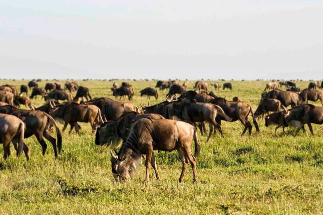 8 Day The Mara Serengeti Safari