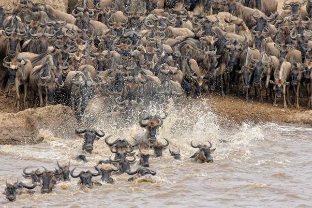 8-Day Luxury Wildebeest Migration River Crossing Tour in Tanzania