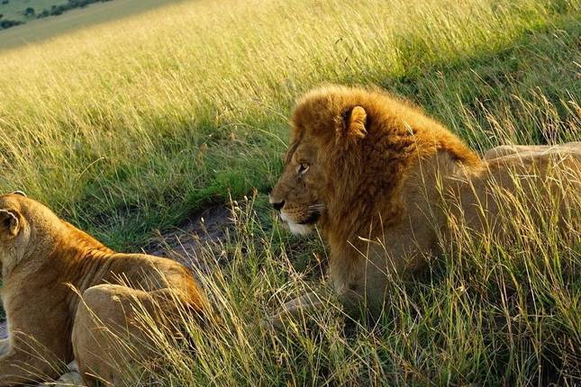 5 Days Amboseli, Tsavo West & Tsavo East Coastal Safari