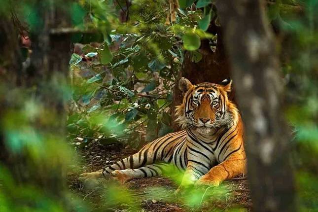 Gouden Driehoek Tour met Ranthambore