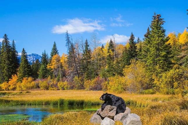 Canadian Rockies and Pacific Coast (Vancouver To Calgary)