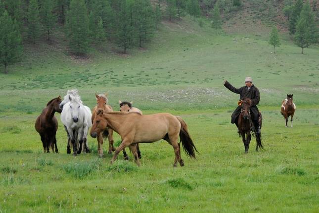 Naadam Festival