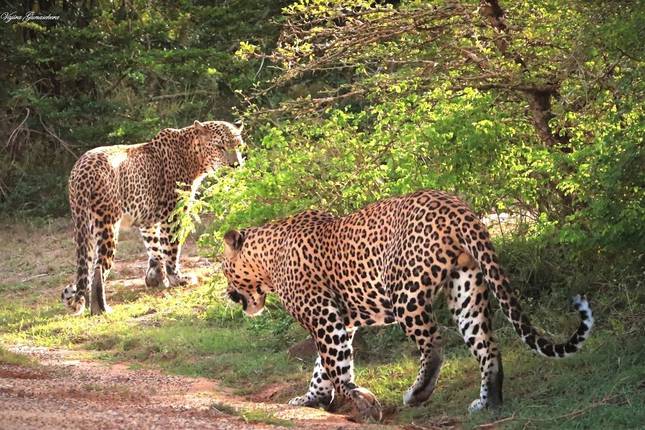 Sri Lankan Safari - 14 Days