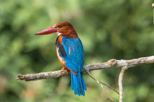 Luxury Wildlife Jungle Safari Adventure in Nepal- 7N/8D