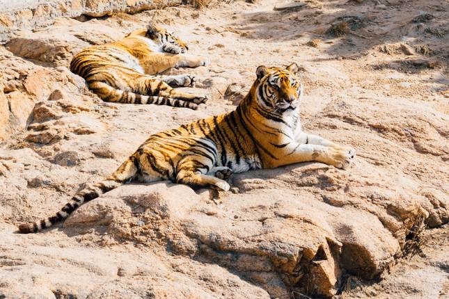 Golden traingle with ranthambore