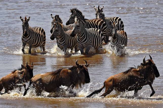 10 Days Tanzania Wildebeest Migration Safari