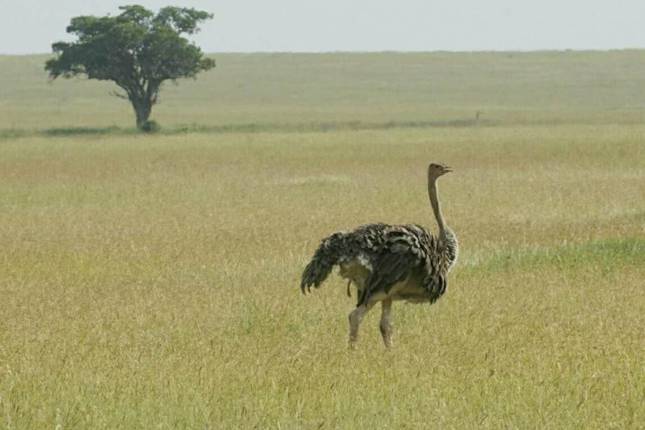 6 Days Amazing Kenya, Tanzania combined safari