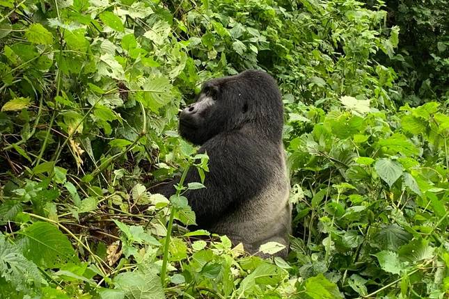 2 Day Gorilla Trekking Budget Safari in Uganda