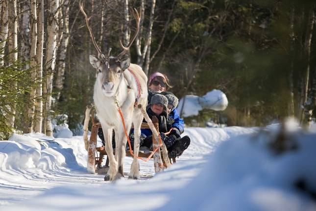 Finland Wilderness Discovery - 5 Days