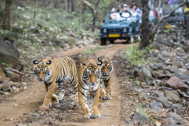 05 Days Golden triangle tour with Tiger Safari