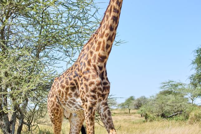 6 Days Join Group  Safari in Serengeti, Ngorongoro, Tarangire, Lake Manyara  National Parks