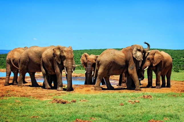 Kifaru Safari, Serena Lodges - Private Tour