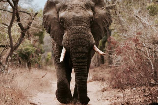 2 Day Epic Tanzania Safari